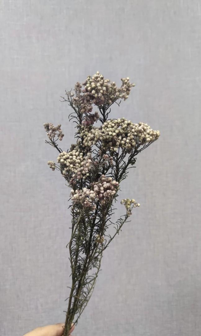 乾花葉材清貨 小米花 紫色 一束 興趣及遊戲 手作 自家設計 文具及工藝 花 Carousell