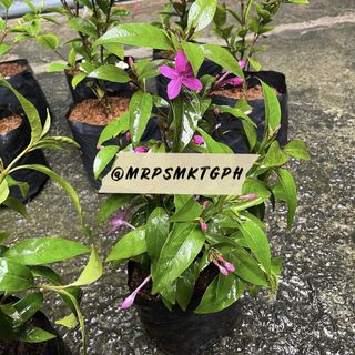 (Category: ) located in . Submitted by mrpsmktgph (Listing ID 1125843717, Image 1). Description: .