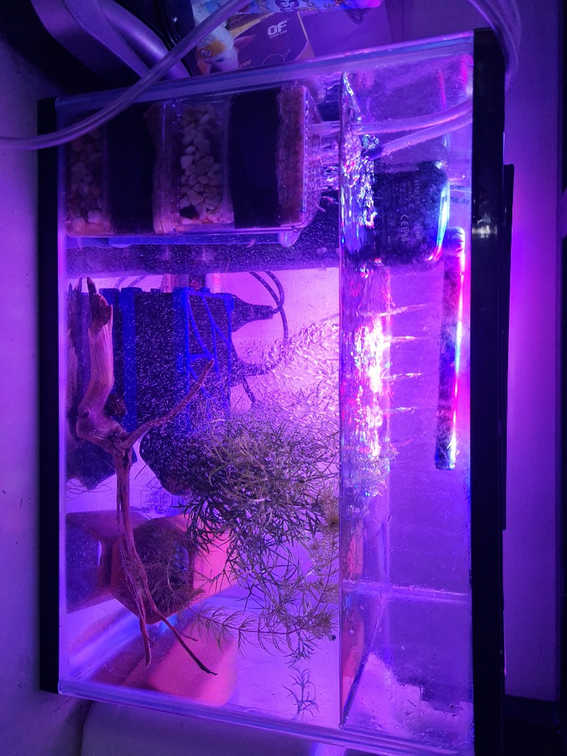 Fish tank, Pet Supplies, Homes & Other Pet Accessories on Carousell