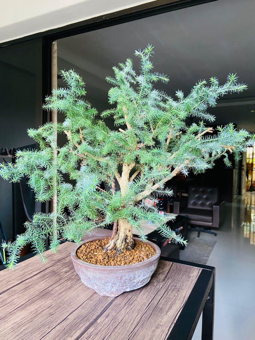 Korean Fir Bonsai Tree, Furniture & Home Living, Gardening, Plants