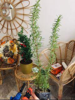 Lush and tall rosemary herb plant