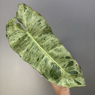 (Category: ) located in . Submitted by plant.anything (Listing ID 1125251049, Image 1). Description: .