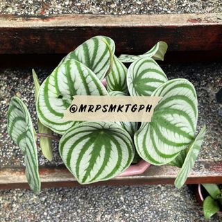 (Category: ) located in . Submitted by mrpsmktgph (Listing ID 1125844817, Image 1). Description: .