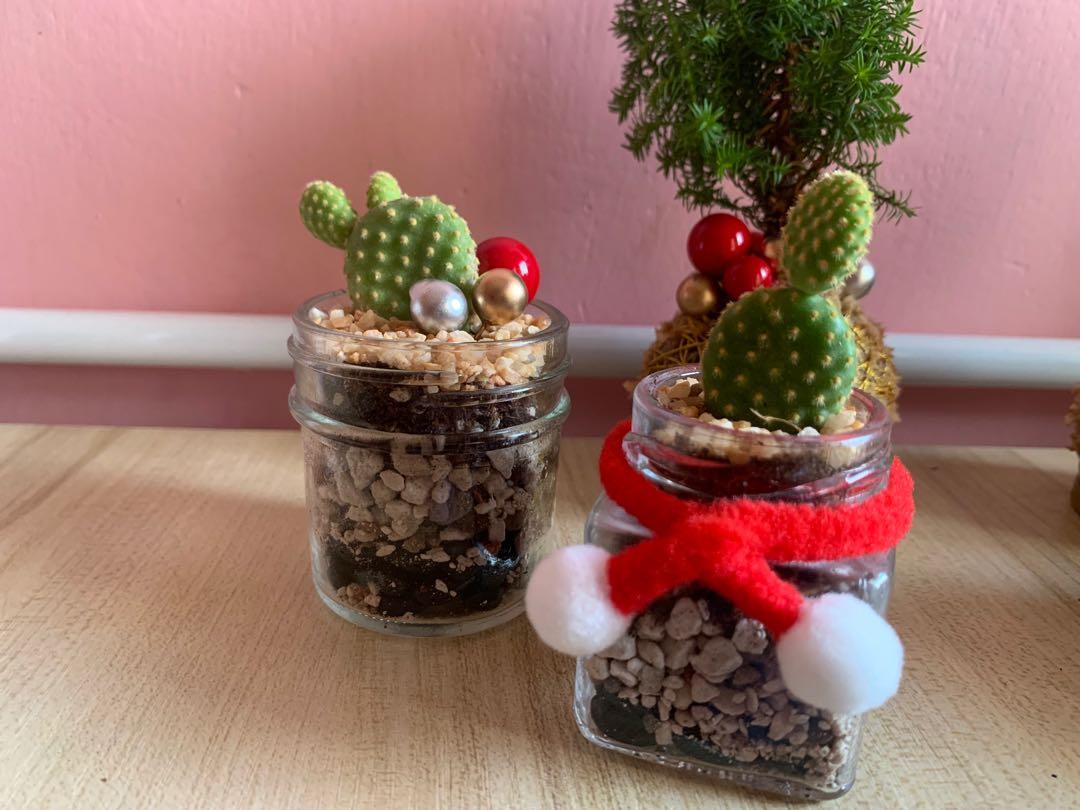 真 聖誕樹苔球波波 聖誕多肉植物 手掌大既植物 聖誕禮物 送禮自用 傢俬 家居 園藝 植物及種子 Carousell