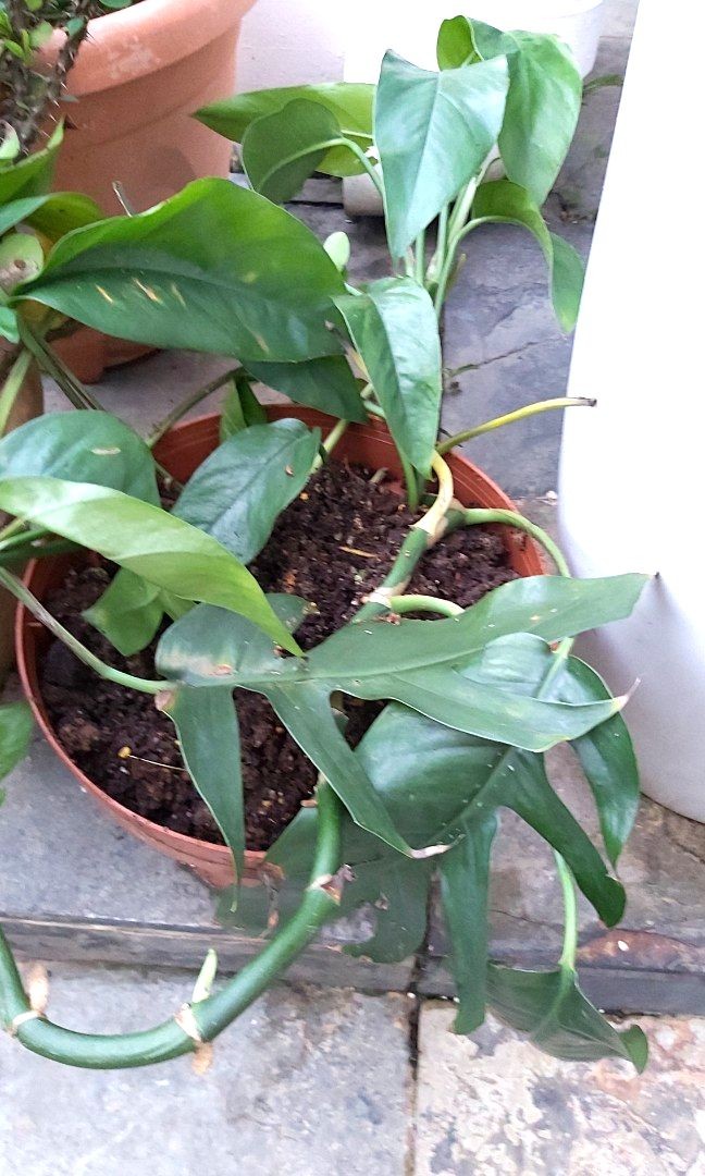 FREE MEDIUM SIZE PLANT WITH ANY PURCHASE ABOVE 10 Furniture Home 3-size-plant-groeien-zakken-thuis-tuin-aardappel-p-grandado