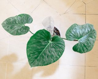 (Category: ) located in . Submitted by moodeanum (Listing ID 1125949349, Image 1). Description: .
