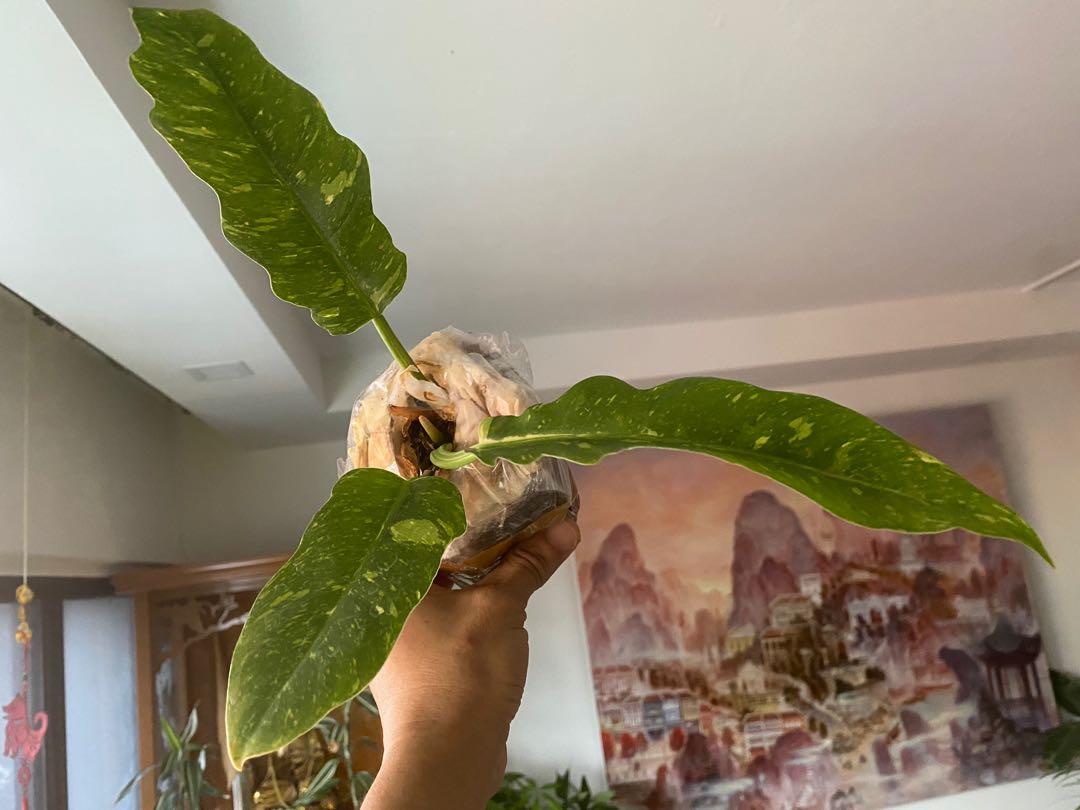 Ring of Fire, Ficus variegated, Esqueleto, Yucatan Princess, Furniture ...