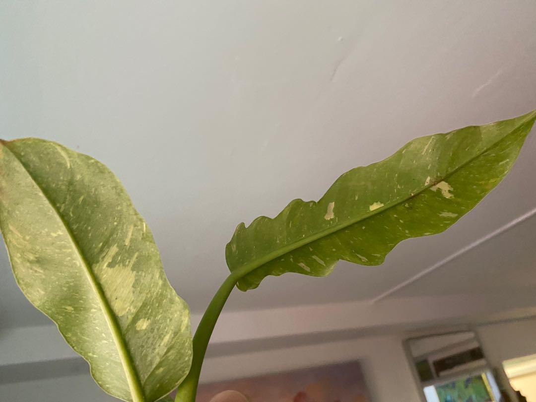 Ring of Fire, Ficus variegated, Esqueleto, Yucatan Princess, Furniture ...