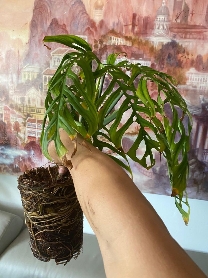 Ring of Fire, Ficus variegated, Esqueleto, Yucatan Princess, Furniture ...