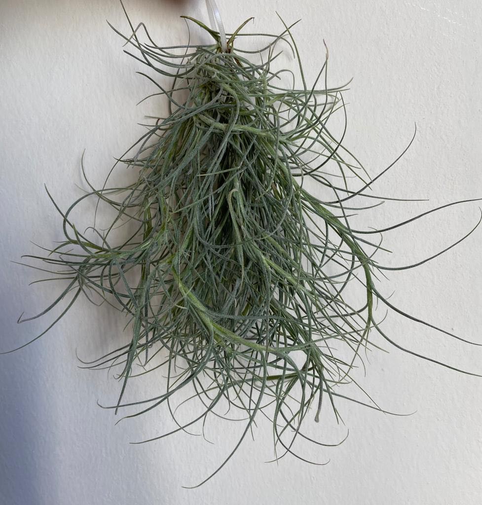 Tillandsia Kimberly, Furniture & Home Living, Gardening, Plants & Seeds ...