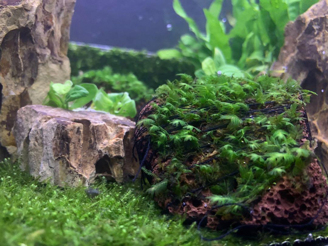 超美 鳳尾苔火山石 魚缸造景蝦缸水草定植 傢俬 家居 園藝 植物及種子 Carousell