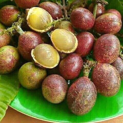 Anak Pokok Longan Brazil (MATOA), Home u0026 Furniture, Gardening on 