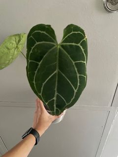 (Category: ) located in . Submitted by mickeyonplants (Listing ID 1126240092, Image 1). Description: .