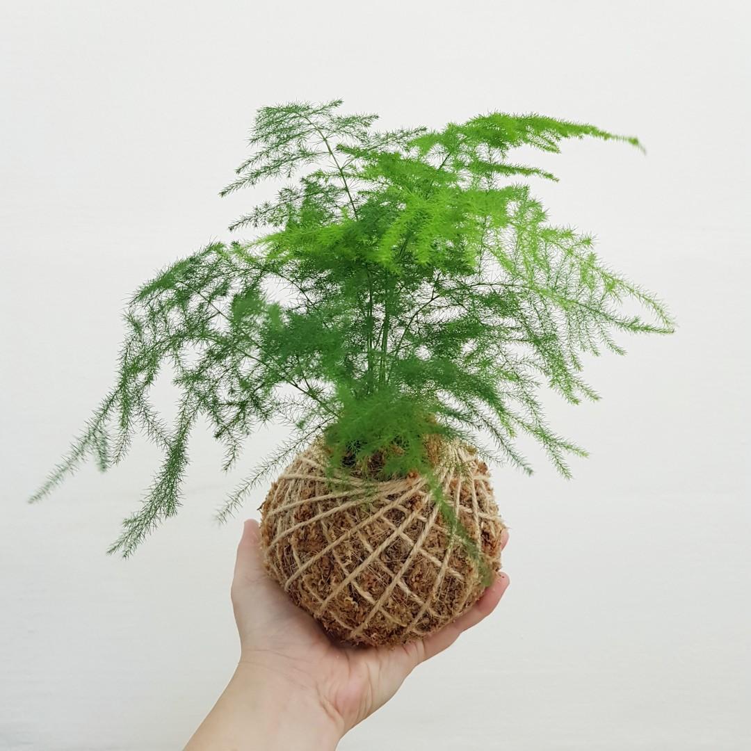 Asparagus Fern Kokedama, Furniture & Home Living, Gardening, Plants