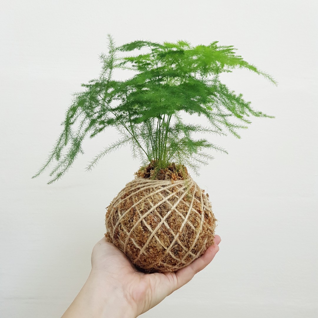 Asparagus Fern Kokedama, Furniture & Home Living, Gardening, Plants