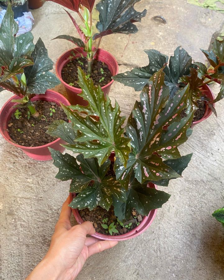 begonia sophie cecile, Furniture & Home Living, Gardening, Plants & Seeds  on Carousell