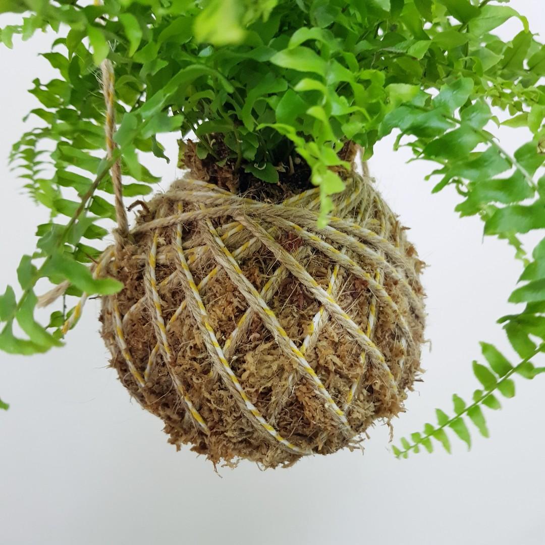 Boston Fern Kokedama (only 1), Furniture & Home Living, Gardening