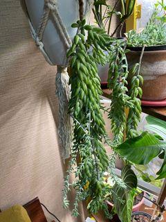 Donkey's/ burro's tail in self watering pot and macrame hanger