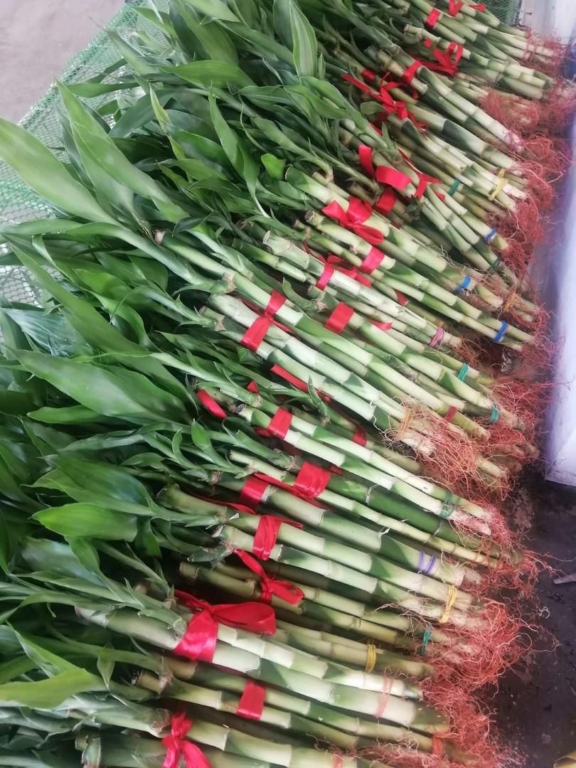 Lucky Chinese bamboo for all purpose luck available per stalk, Furniture & Home Living