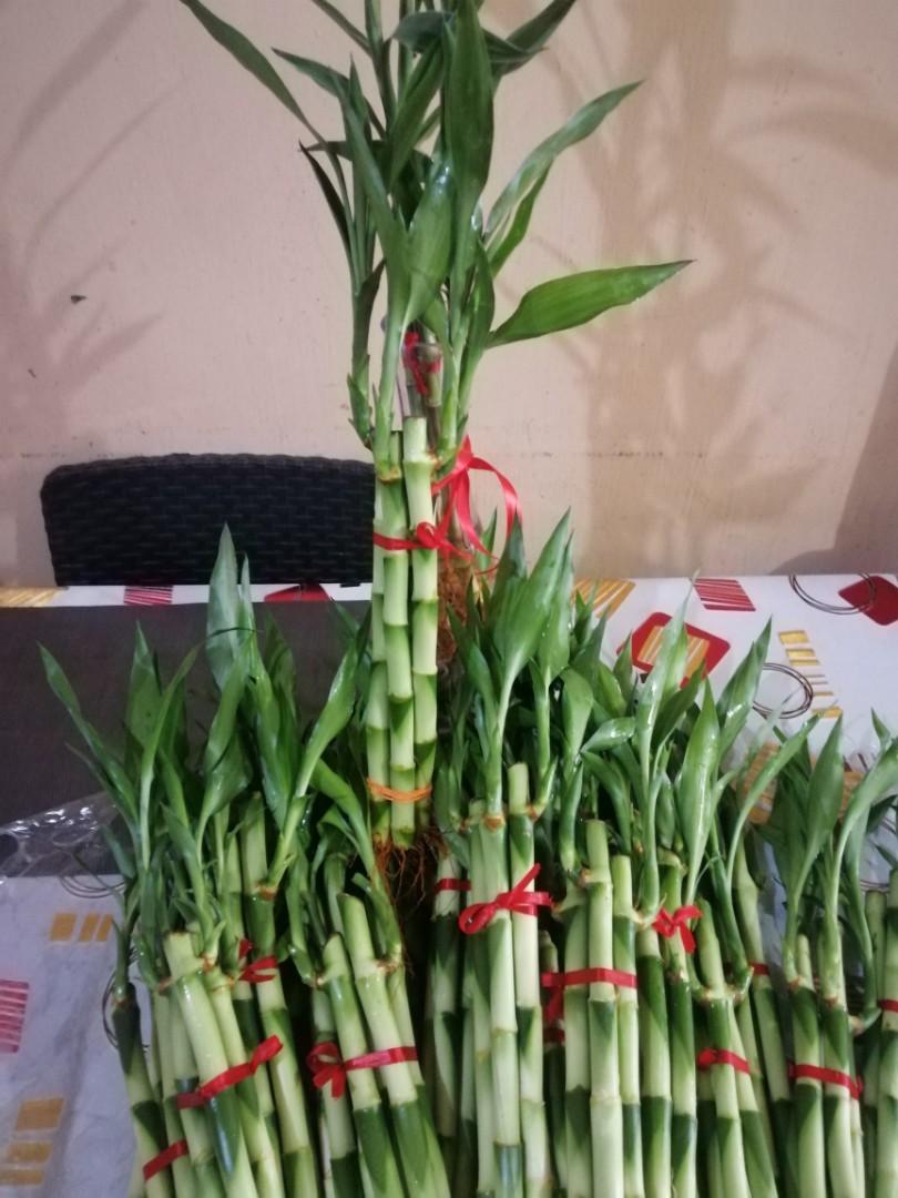 Lucky Chinese bamboo for all purpose luck available per stalk, Furniture & Home Living