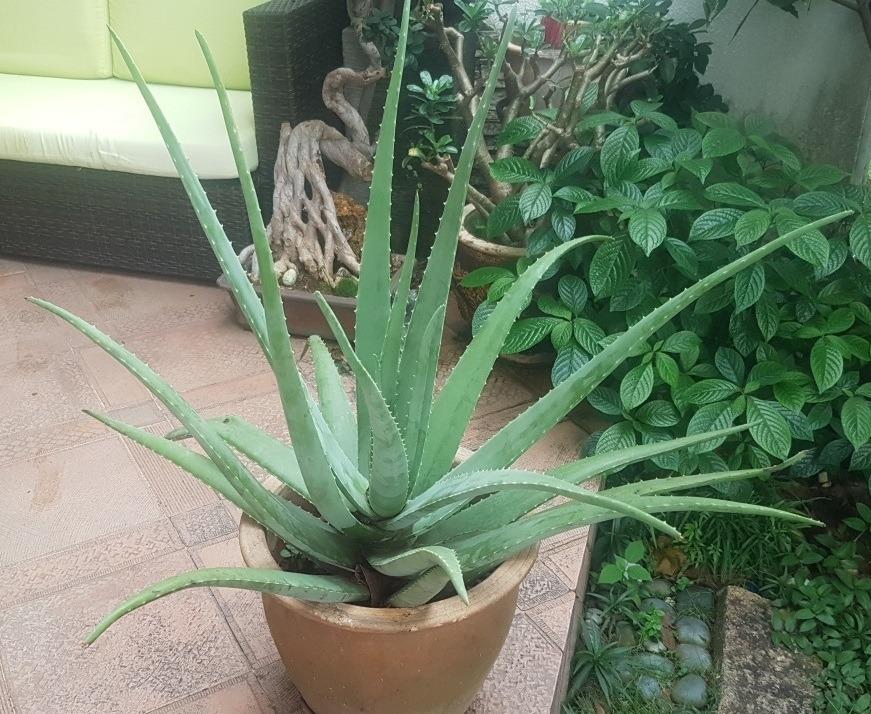 Matured Edible Aloe Vera Plant Furniture And Home Living Gardening Plants And Seeds On Carousell 3803