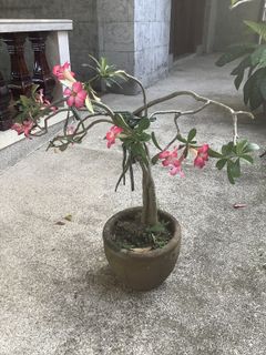 (Category: ) located in . Submitted by macggarcia (Listing ID 1125177318, Image 1). Description: .