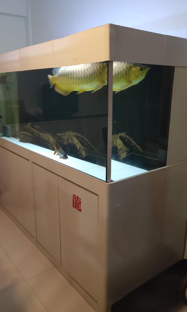 6ft tank with Pet Supplies, Homes & Other Pet Accessories on