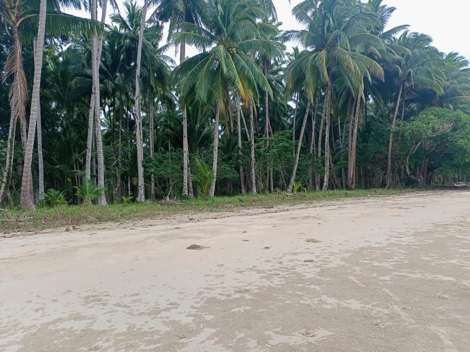 (Category: ) located in . Submitted by mhavih (Listing ID 1126506670, Image 1). Description: .