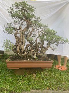 bonsai for sale( Price listed below)
