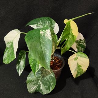 (Category: ) located in . Submitted by 1000green (Listing ID 1126487719, Image 1). Description: .
