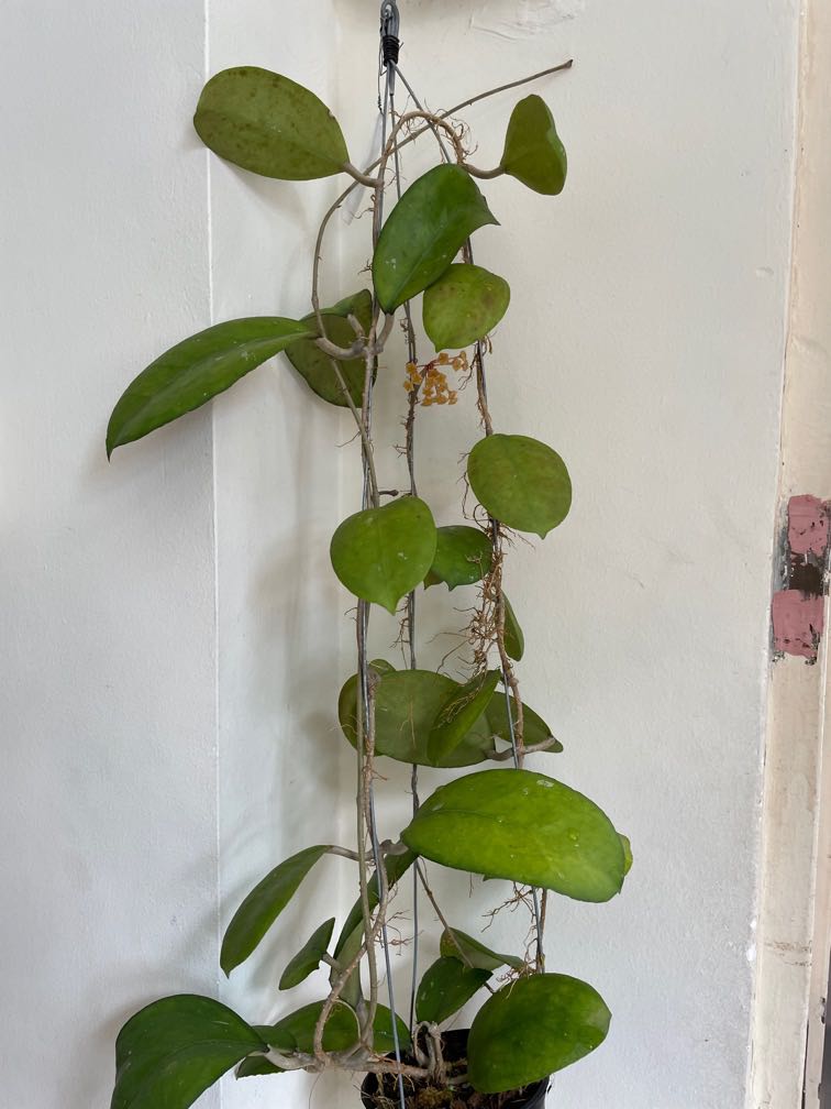 Hoya Cv Joy With Flower Furniture Home Living Gardening Plants Seeds On Carousell
