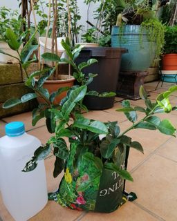 (Category: ) located in . Submitted by mama_chong (Listing ID 1126422570, Image 1). Description: .