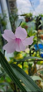 (Category: ) located in . Submitted by nishan.kl (Listing ID 1126384855, Image 1). Description: .