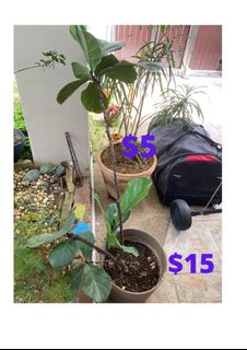 (Category: ) located in . Submitted by katinkab (Listing ID 1126417709, Image 1). Description: .