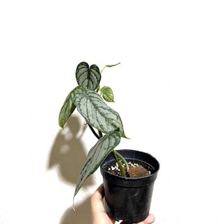 (Category: ) located in . Submitted by foliage.factory (Listing ID 1126502684, Image 1). Description: .