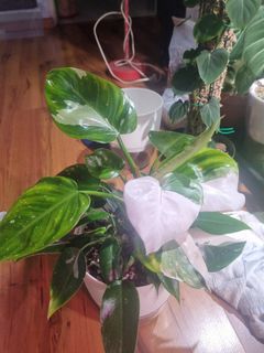 (Category: ) located in . Submitted by sp1derdance (Listing ID 1126501119, Image 1). Description: .