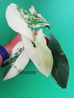 (Category: ) located in . Submitted by kc_garden (Listing ID 1126465510, Image 1). Description: .