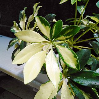 (Category: ) located in . Submitted by mygardenspace (Listing ID 1126379578, Image 1). Description: .