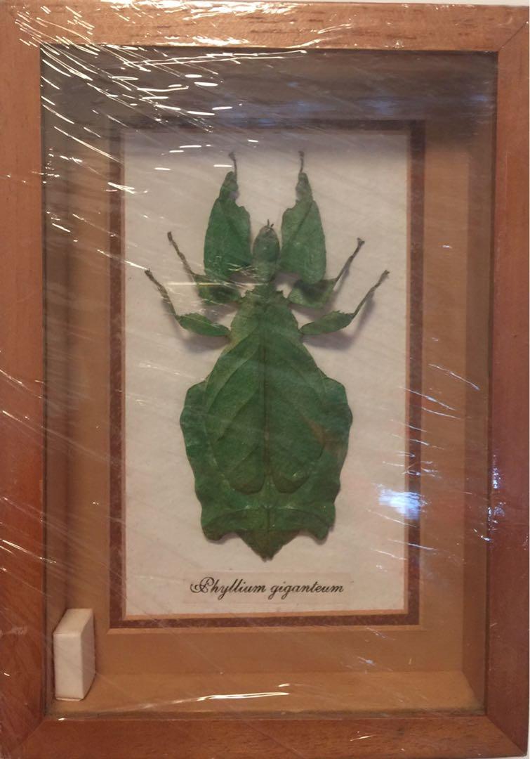 馬來西亞葉蟲標本 興趣及遊戲 收藏品及紀念品 郵票及印刷品 Carousell