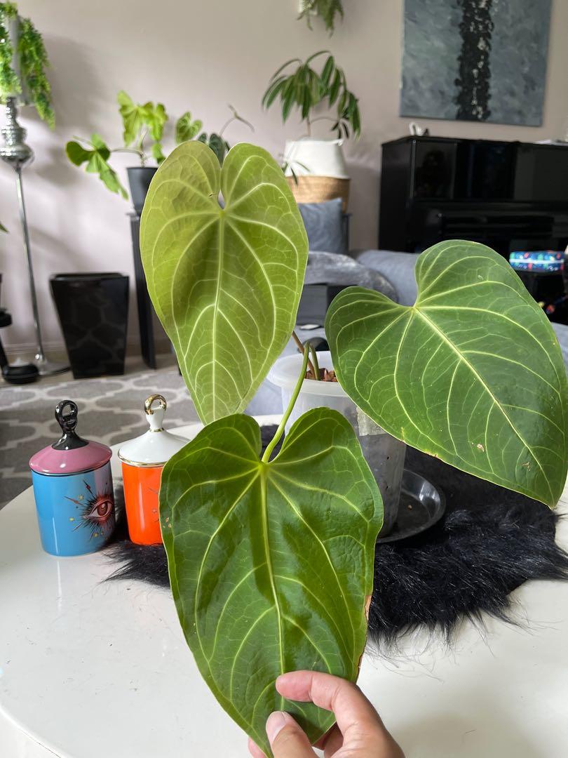 Anthurium magnificum x regale rare healthy good size repotted with