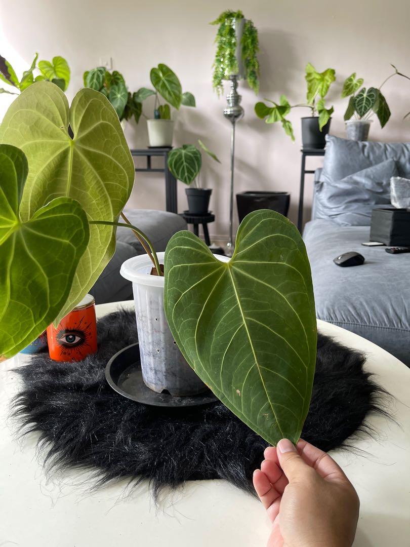 Anthurium magnificum x regale rare healthy good size repotted with