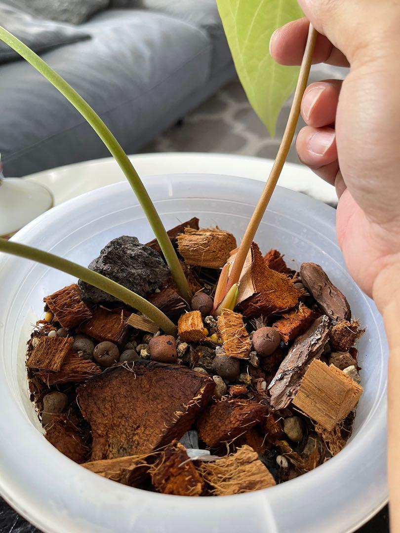 Anthurium magnificum x regale rare healthy good size repotted with