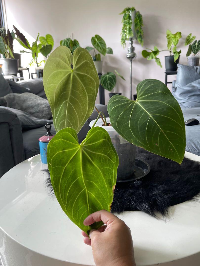 Anthurium magnificum x regale rare healthy good size repotted with