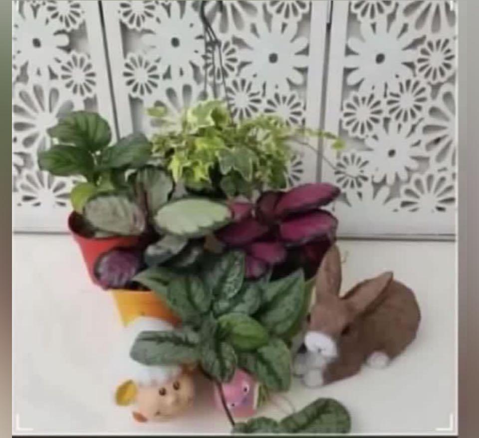 Beautiful plants (free delivery), Furniture & Home Living, Gardening