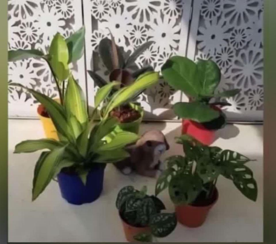 Beautiful plants (free delivery), Furniture & Home Living, Gardening