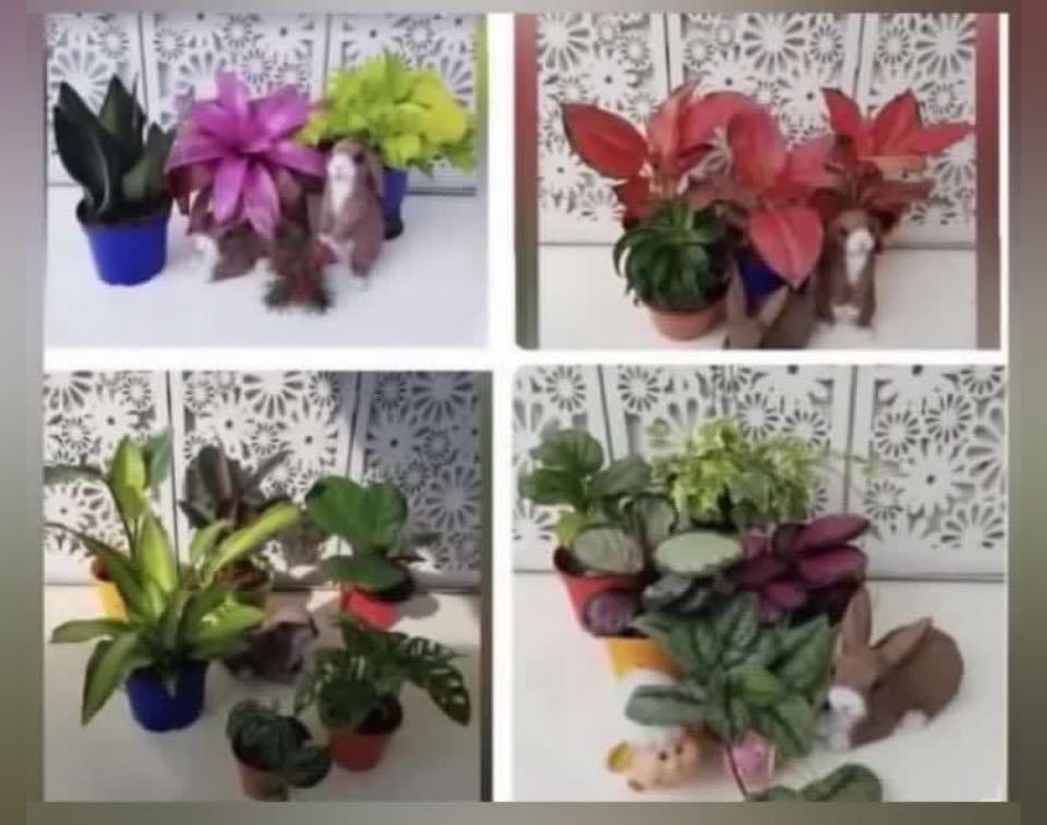 Beautiful plants (free delivery), Furniture & Home Living, Gardening