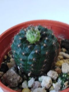 (Category: ) located in . Submitted by bloomwithgrace (Listing ID 1126540222, Image 1). Description: .