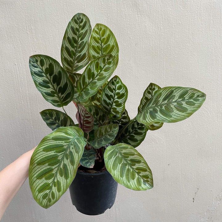 Dieffenbachia 