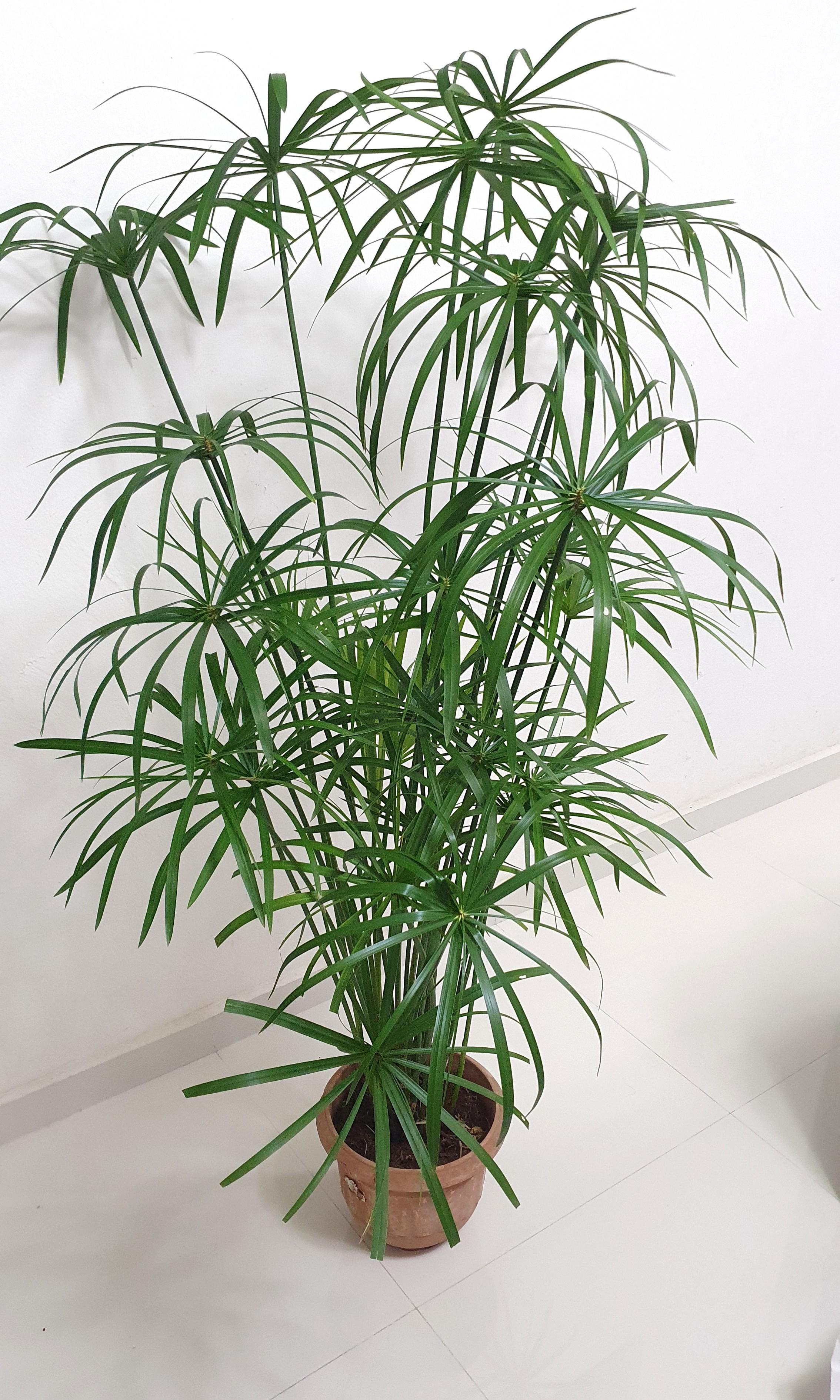 Aquatic plant Cyperus alternifolius, umbrella papyrus, umbrella sedge