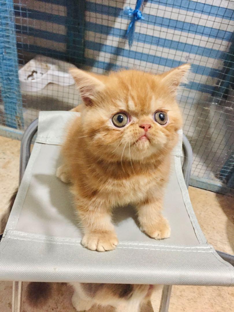 Persia peaknose cheap kitten